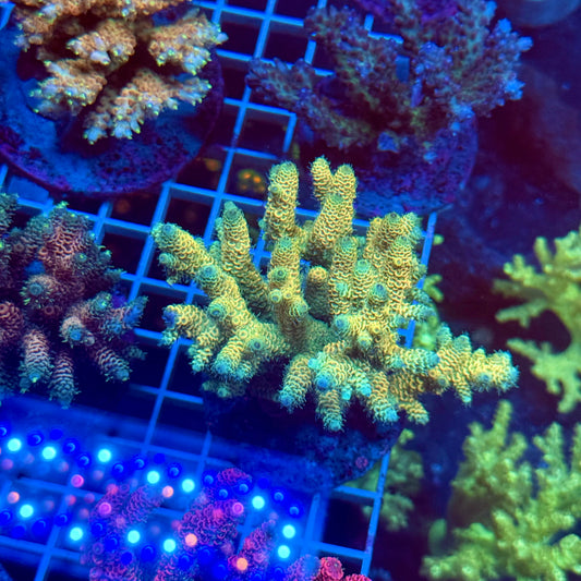 (WYSIWYG) Acropora Colony T3E7