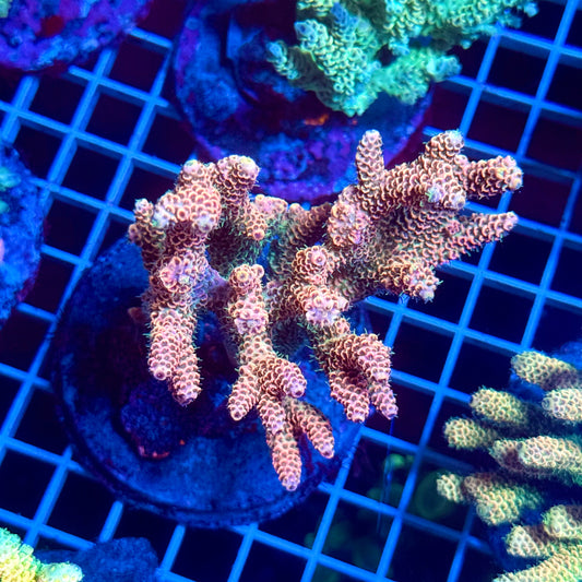 (WYSIWYG) Acropora Colony T3F2