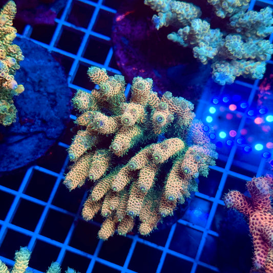 (WYSIWYG) Acropora Colony T3F4