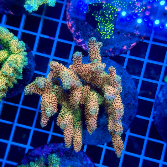 (WYSIWYG) Acropora Colony T3F5