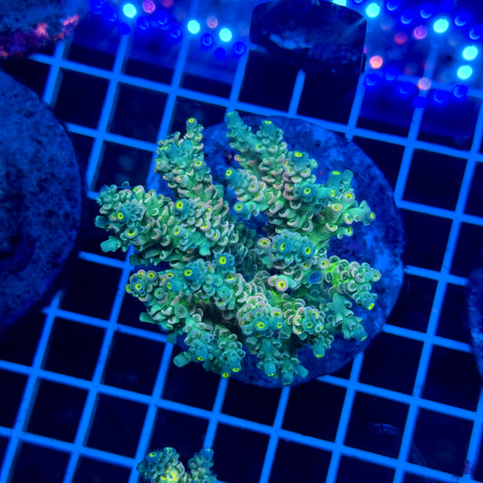 (WYSIWYG) Acropora Colony T3F6