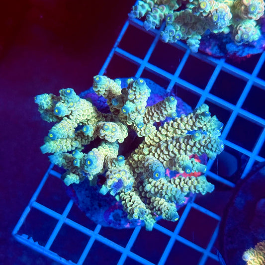(WYSIWYG) Acropora Colony T3G1