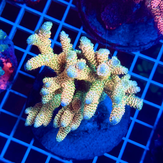 (WYSIWYG) Acropora Colony T3G2