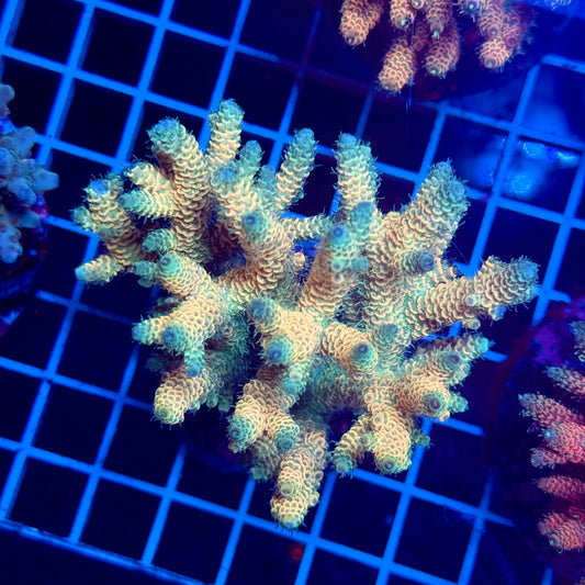 (WYSIWYG) Acropora Colony T3G4