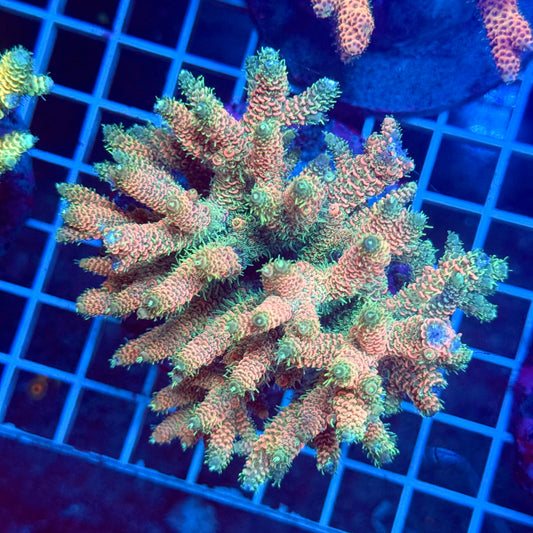 (WYSIWYG) Acropora Colony T3G5
