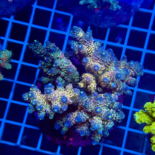 (WYSIWYG) Acropora Colony T3G6