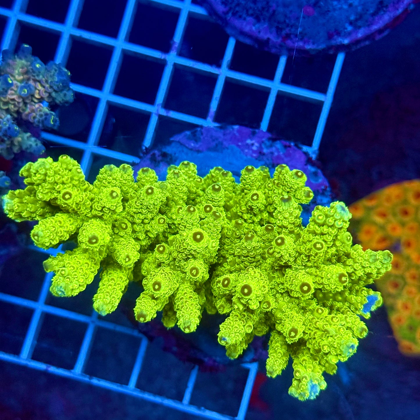 (WYSIWYG) Acropora Colony T3G7