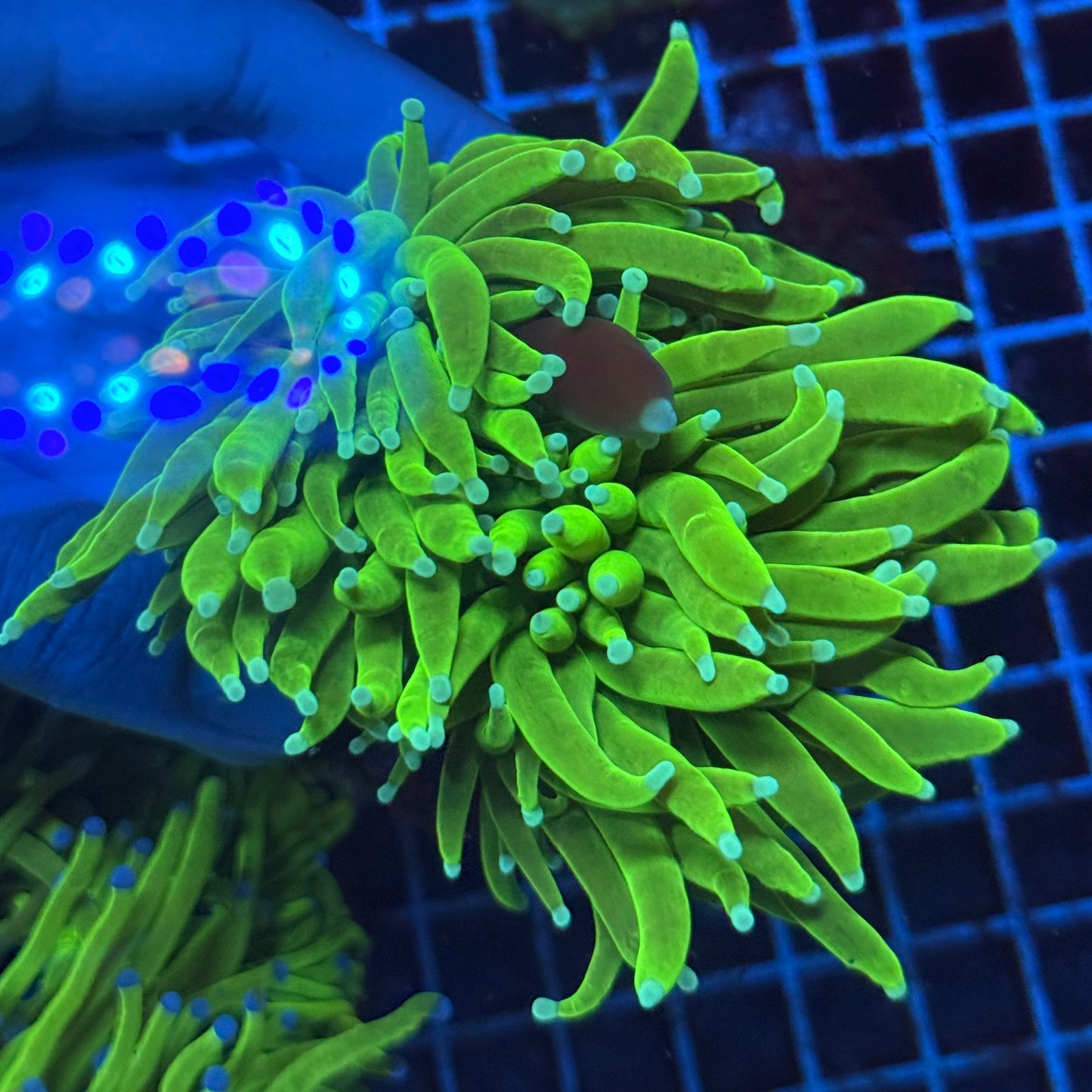 (WYSIWYG) Grafted HG Torch A1 (2 Heads) Extra Fat Tentacles