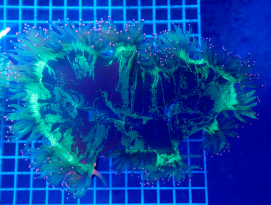 (WYSIWYG) Elegance Coral 3 XXL