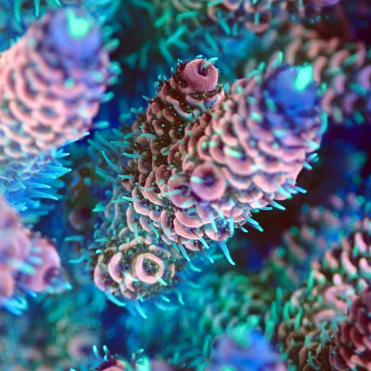 UWA Jolly Rancher Mille mother colony macro