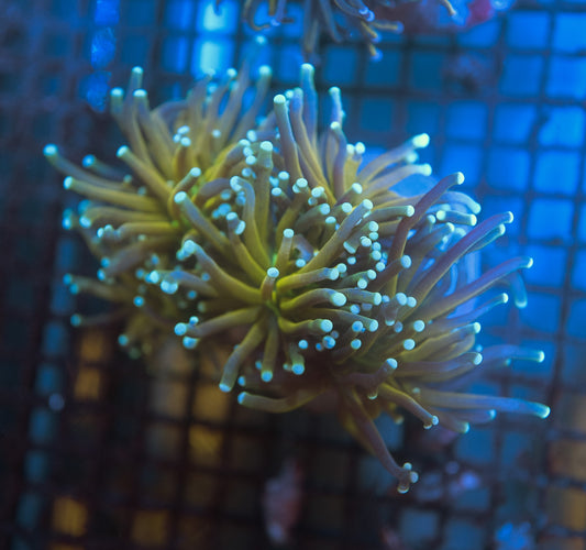 Tiger Torch Frag (1 Head)