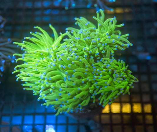 Holy Grail A Torch Colony (5 Heads)