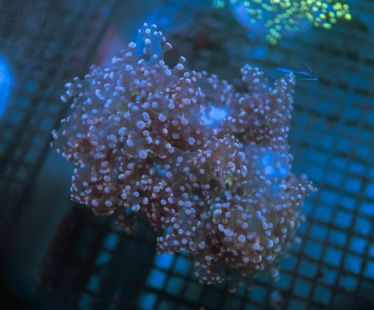 Pink Dot Frogspawn Colony
