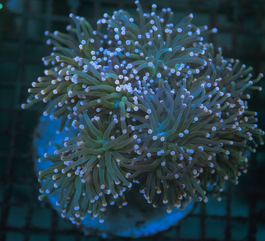 Pink Tip Green Torch Colony