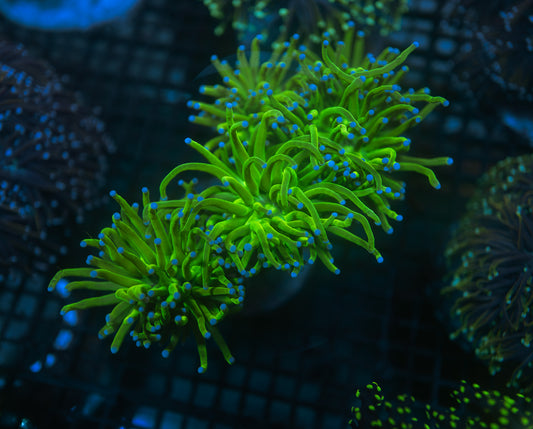 Holy Grail A Torch Colony (4-5 Heads)
