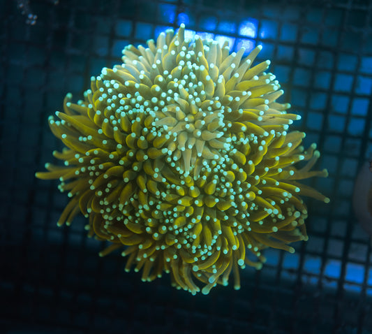 Holy Guacamole Torch Coral Colony