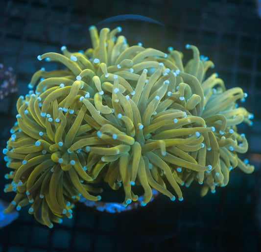 Holy Mac Torch Coral Colony