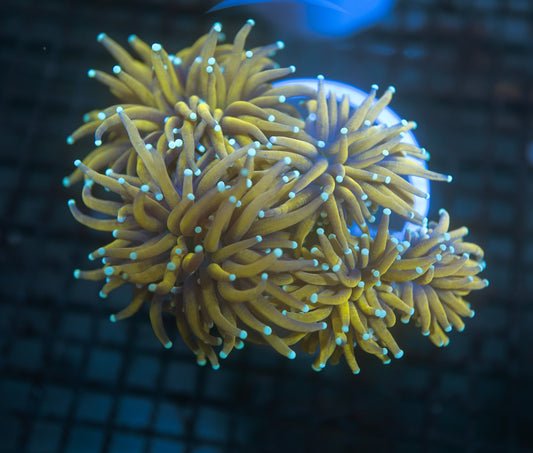 Holy Mac Torch Coral Colony