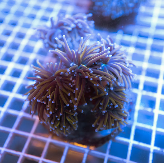 24K Gold Torch Colony