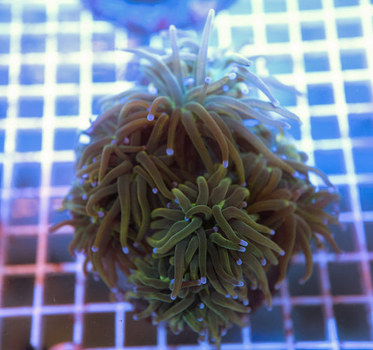 Holy Grail B Torch Colony (4-5 Heads)