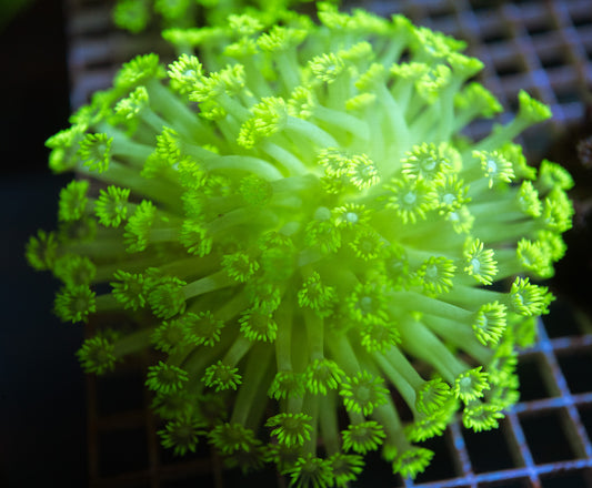 Tennis Ball Goniopora Colony