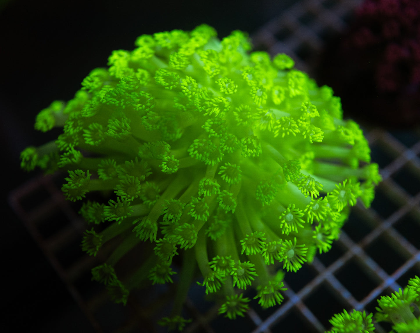 Tennis Ball Goniopora Colony