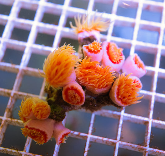Firecracker Dendrophyllia Colony