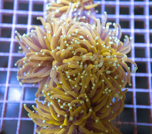 Holy Mac Torch Coral Frag (1 Head)