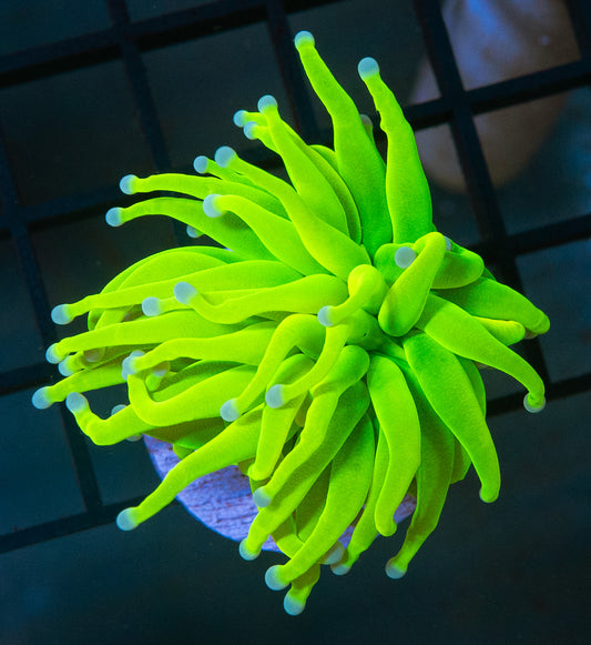 (Auction 3) (WYSIWYG) - Holy Grail Torch Frag