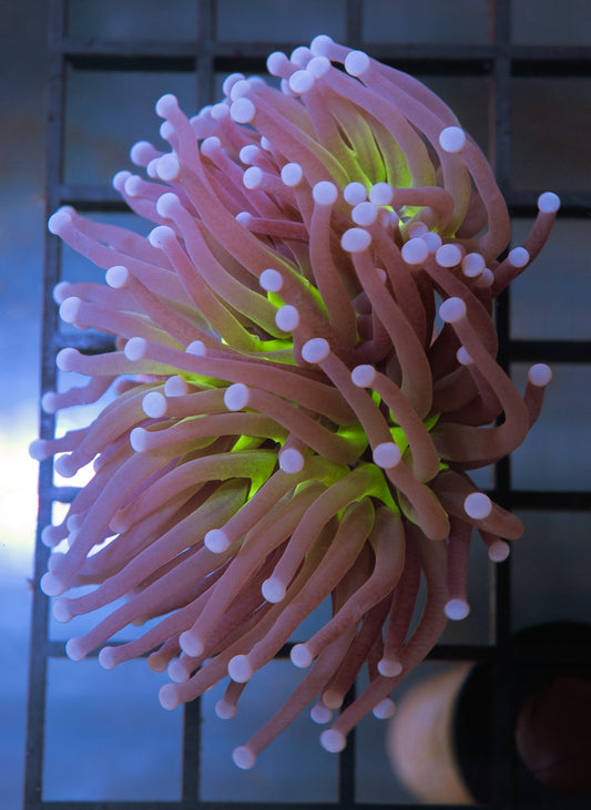 (Auction 2) (WYSIWYG) - Joker Torch Frag