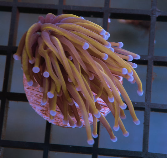 (Auction 1) (WYSIWYG) - 24K Torch Frag