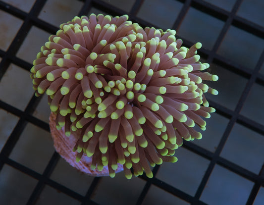 (Auction 1) (WYSIWYG) - Aussie Black Torch Frag
