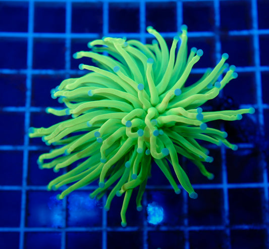 Holy Grail Torch Frag (1 Head)
