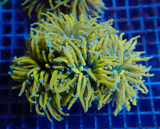 (WYSIWYG) UWA Holy Mac Colony (4.5 Heads)
