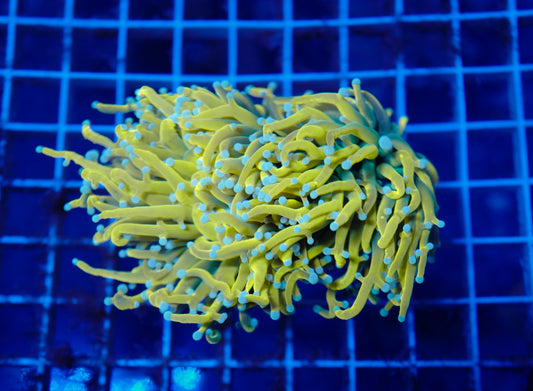 (WYSIWYG) UWA Holy Grail Banana (2 Heads)
