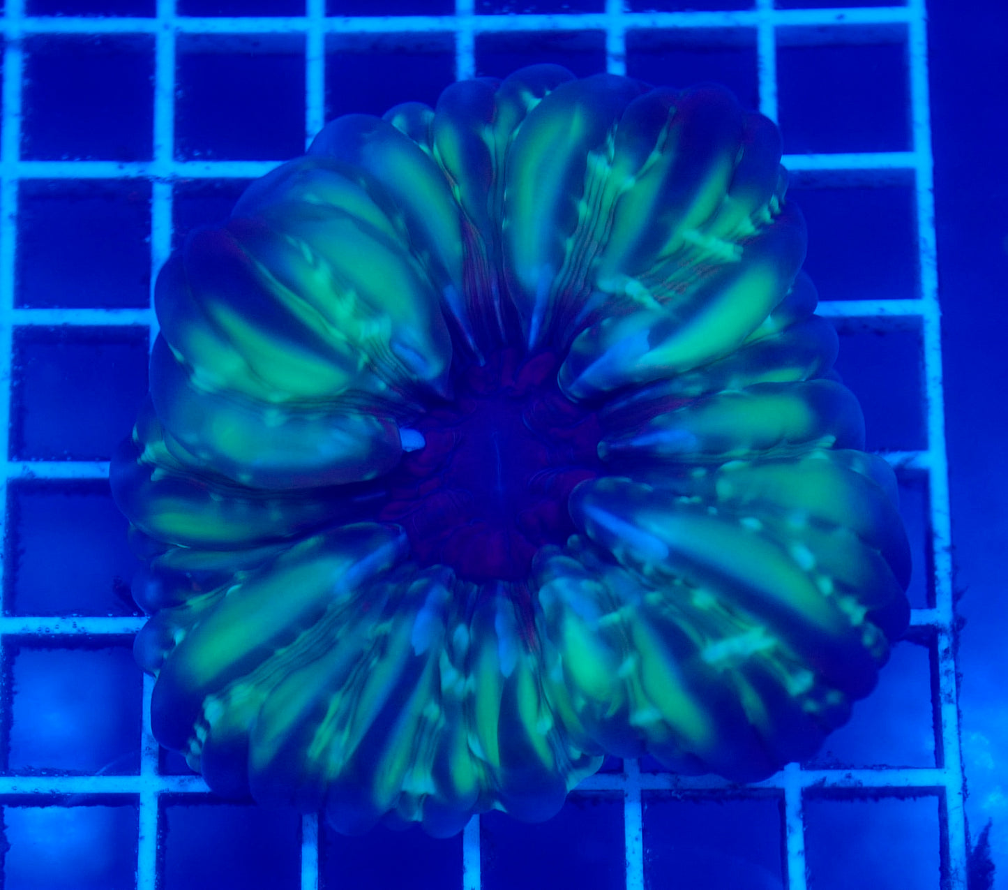 (WYSIWYG) Aussie Cynarina A1