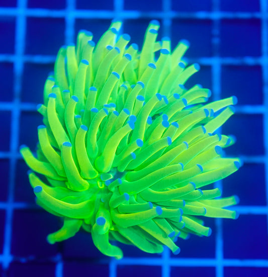 (WYSIWYG) Highlighter Holy Grail Torch B2