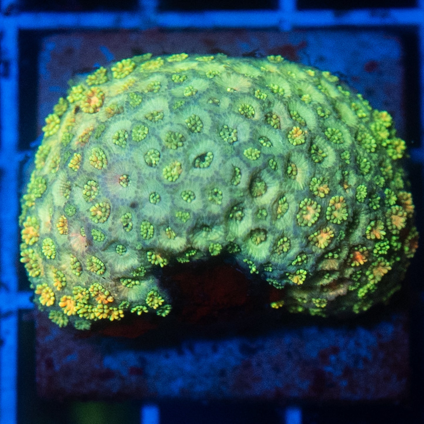 (WYSIWYG) Rainbow Goni Colony R2T1A3 (RESHOOT)