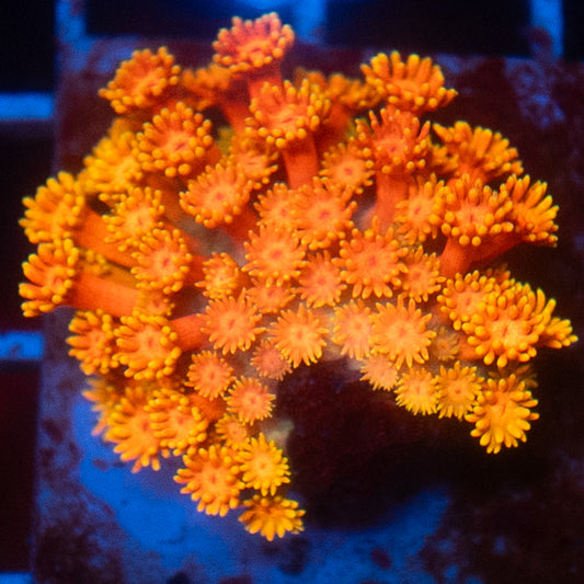 (WYSIWYG) Orange Goni Colony R2T1A4