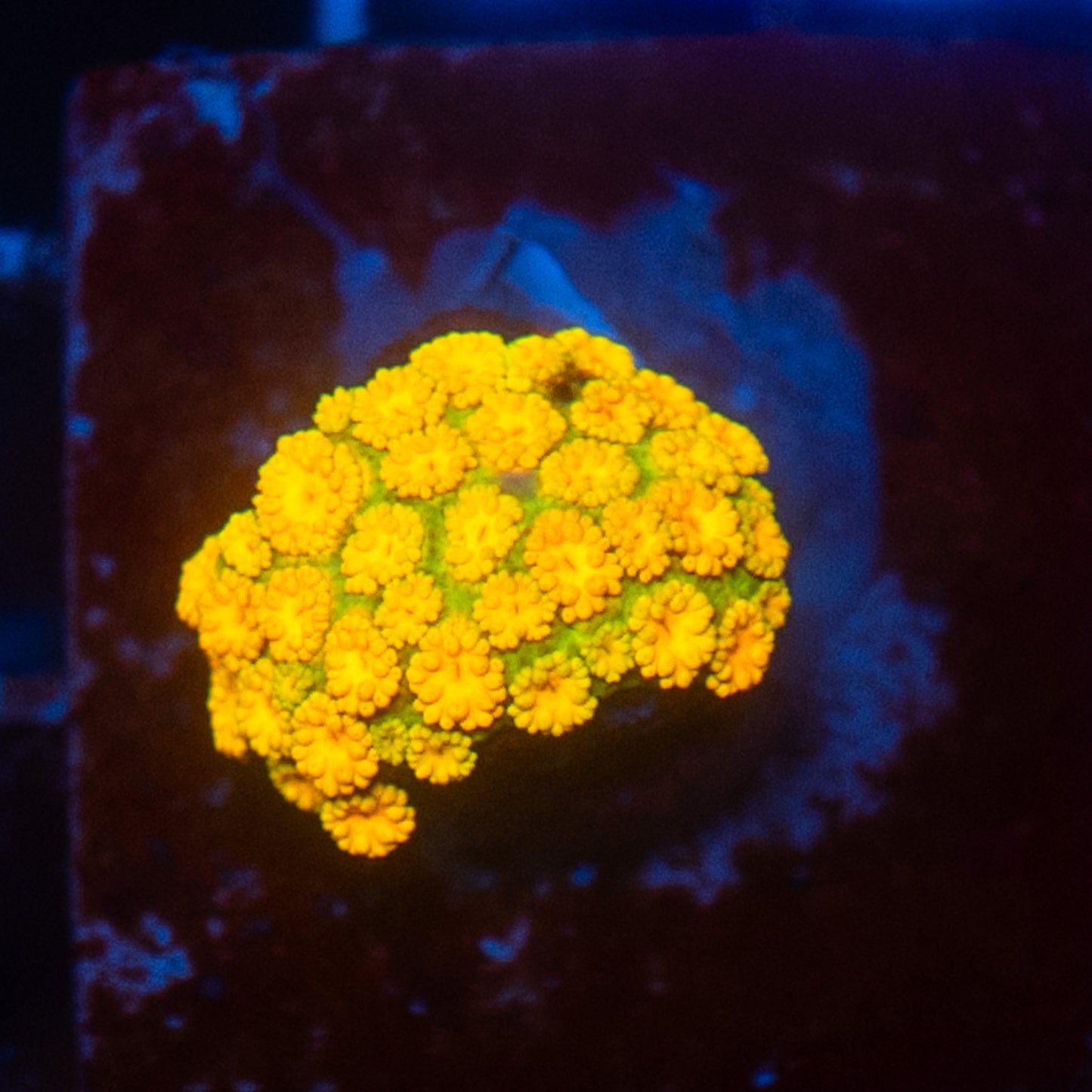 (WYSIWYG) Rainbow Goni Colony R2T1A5