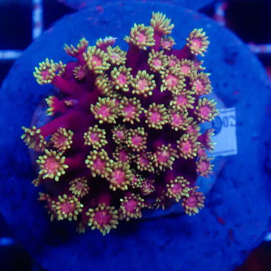 (WYSIWYG) Mai Tai Goni Colony R2T1B1