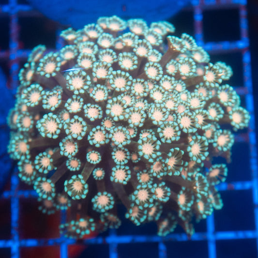 (WYSIWYG) Alveo Colony R2T1B3