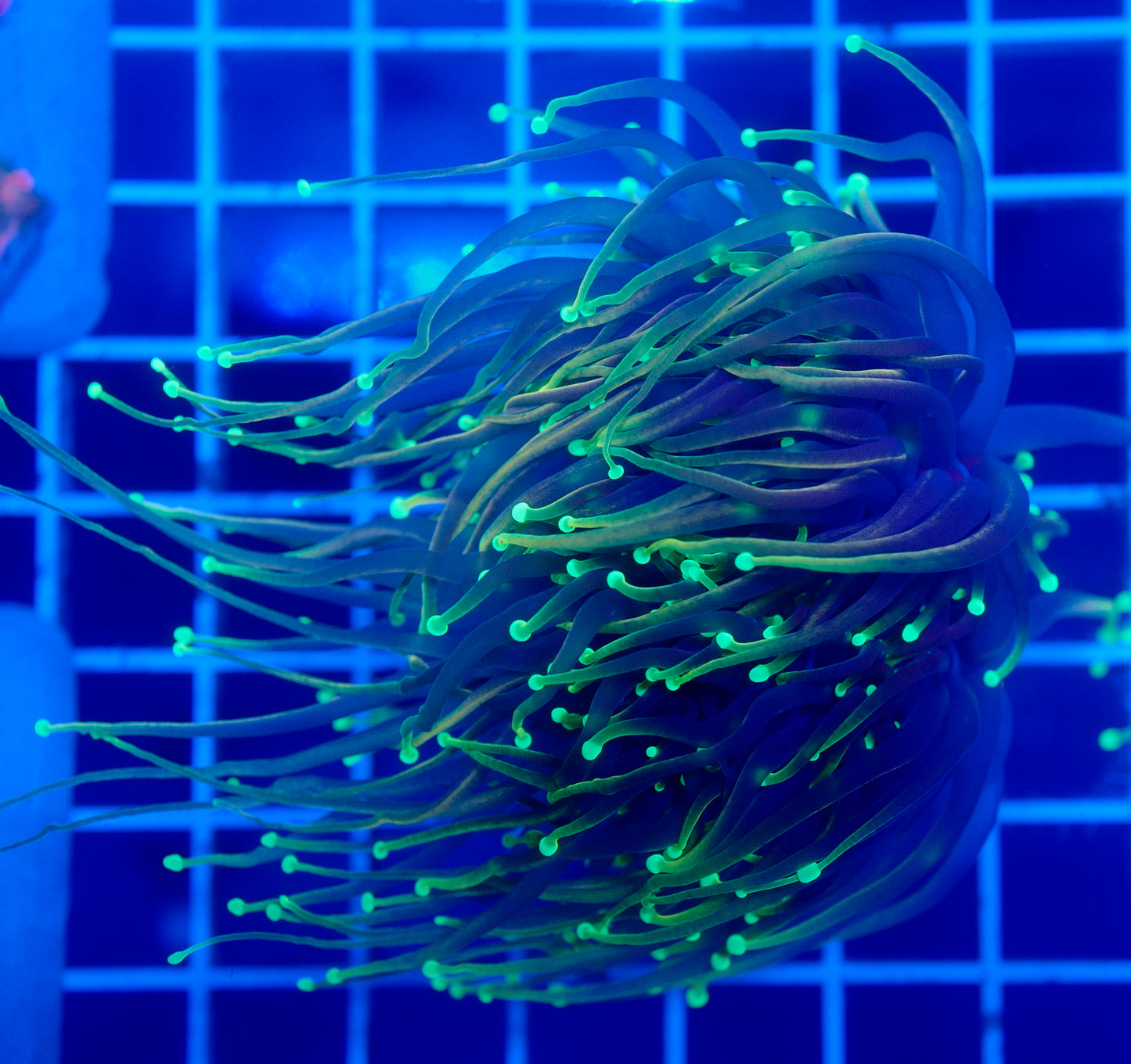 (WYSIWYG) Dragon Soul Torch B1 (Long Tentacles) (Splitting)