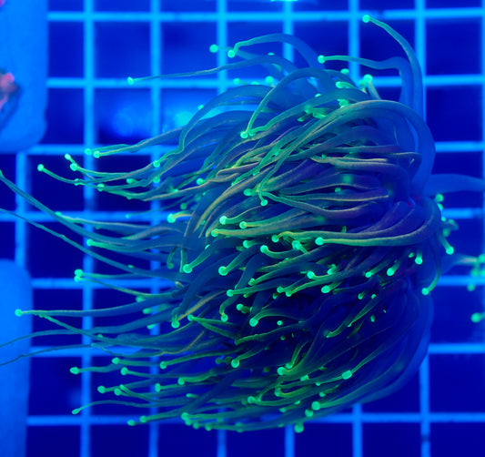 (WYSIWYG) Dragon Soul Torch B1 (Long Tentacles) (Splitting)