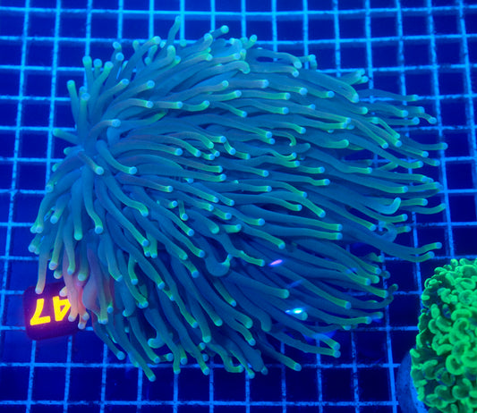 (WYSIWYG) Long Tentacle Plate XL (~8")