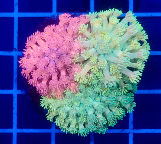 (WYSIWYG) Ultimate Trio Goni