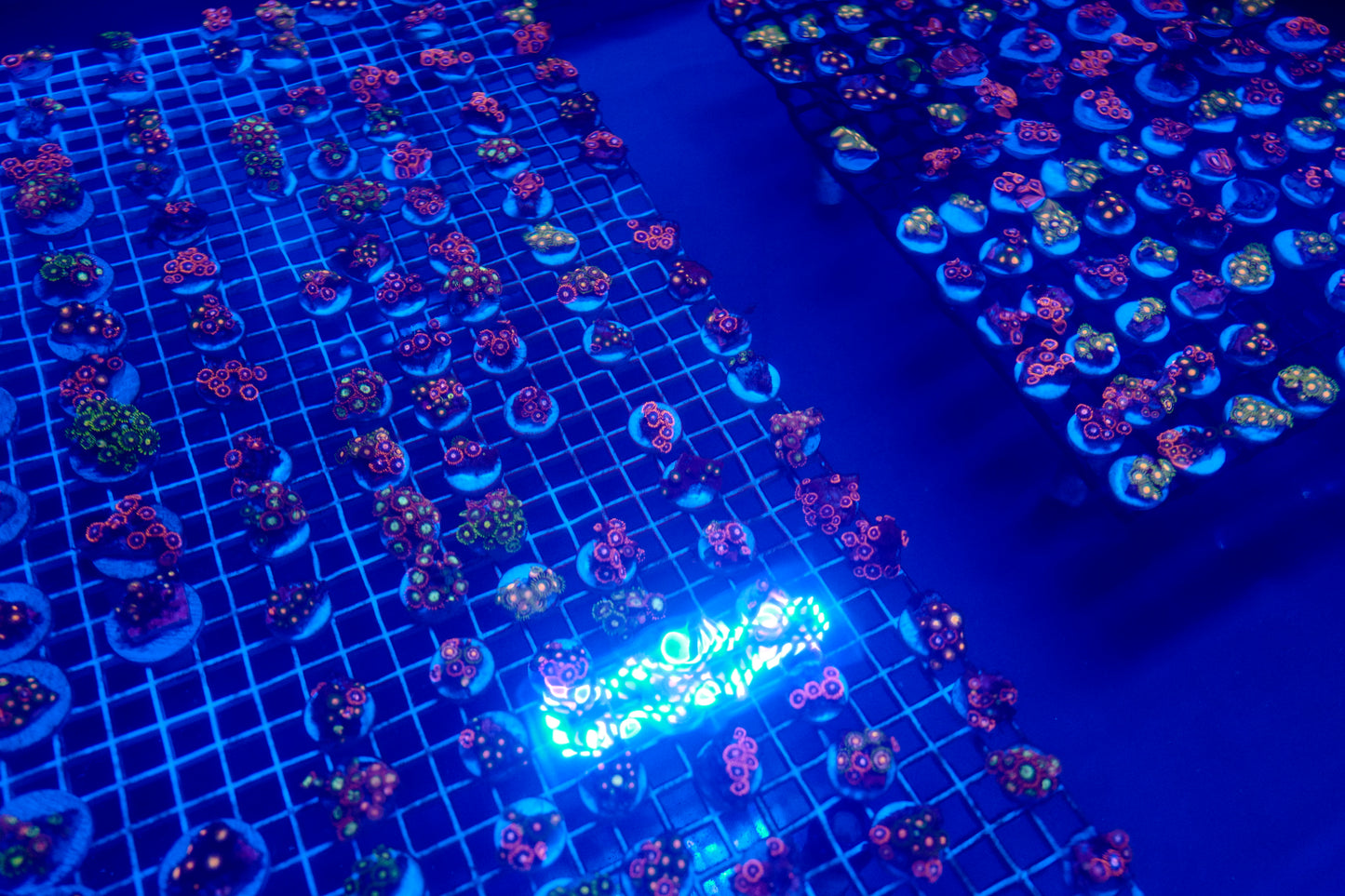 Assorted Zoas (5+ Polyps)