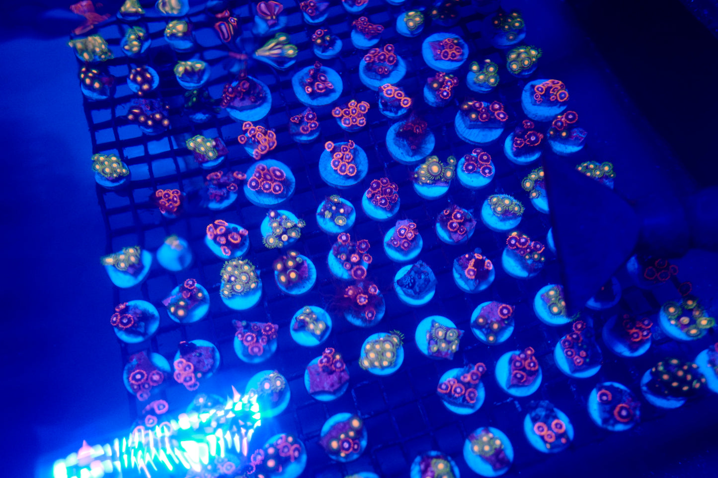 Assorted Zoas (5+ Polyps)