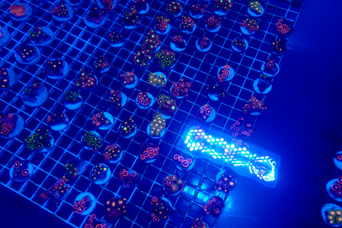 Assorted Zoas (5+ Polyps)