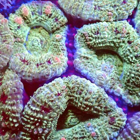 Ninja Turtle Acan Frag